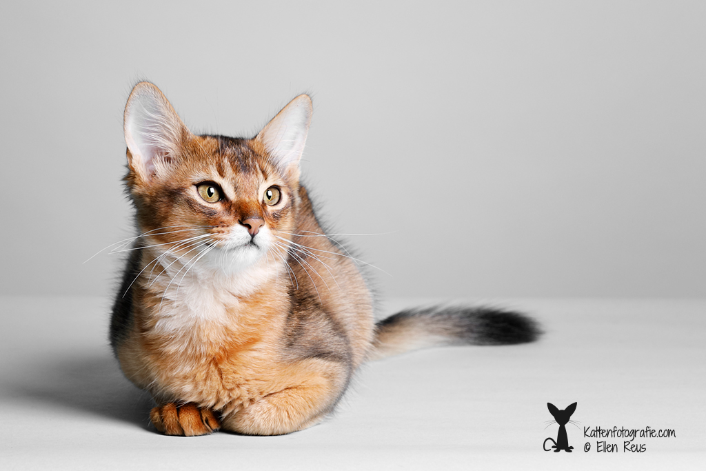 Catman Duma's Fahari - Somali - Kattenfotografie - Dierfotografie - Door: Ellen Reus - Kattenfotografie.com