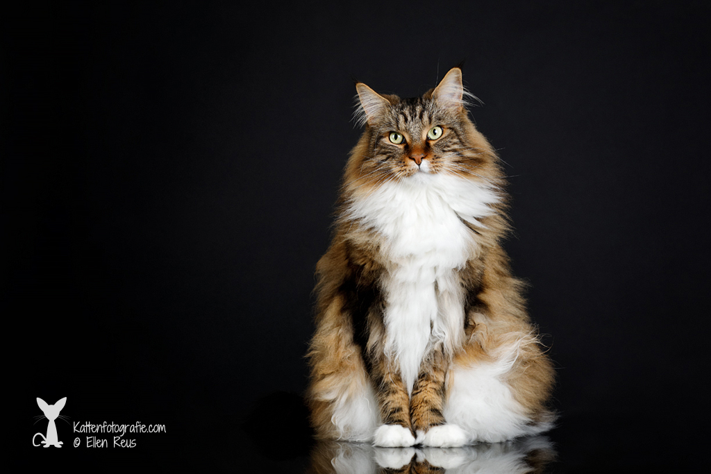 Dexter - Maine Coon - black tabby white - 3,5 jaar oud - Kattenfotografie - Dierfotografie - Door: Ellen Reus - Kattenfotografie.com