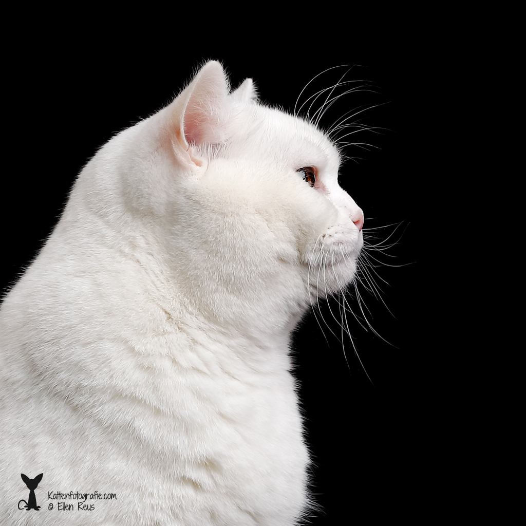 Finnley - Brits Korthaar - Kattenfotografie - Dierfotografie - Door: Ellen Reus - Kattenfotografie.com