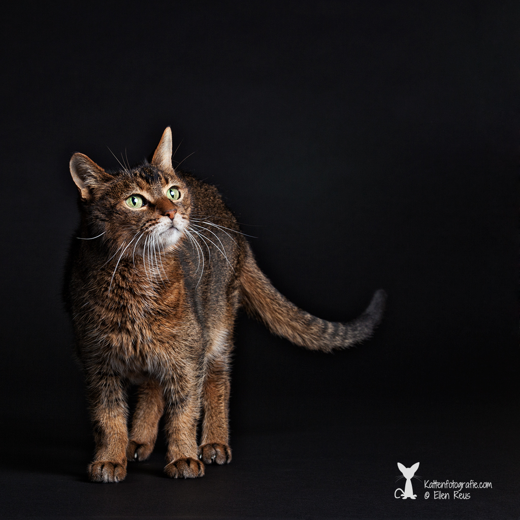 Haas - Kruising Abbessijn - Kattenfotografie - Dierfotografie - Door: Ellen Reus - Kattenfotografie.com