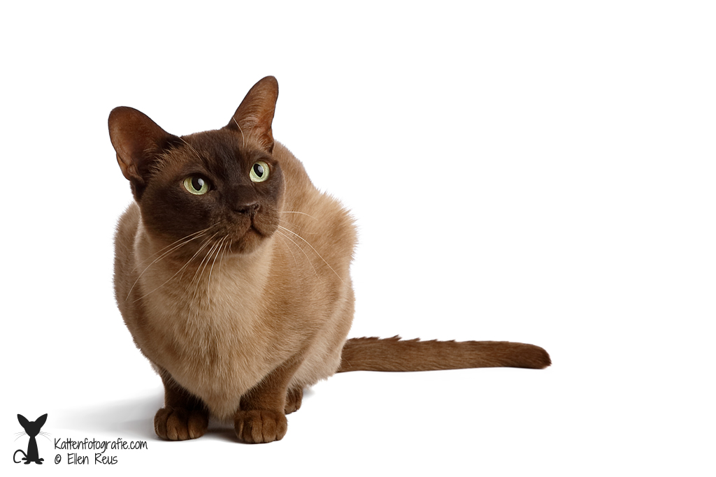 Kado - Burmees - Kattenfotografie - Dierfotografie - Door: Ellen Reus - Kattenfotografie.com