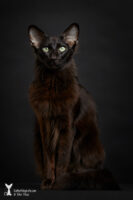 Oosters Langhaar - Katniss - 7 jaar oud - Kattenfotografie - Dierfotografie - Door: Ellen Reus - Kattenfotografie.com