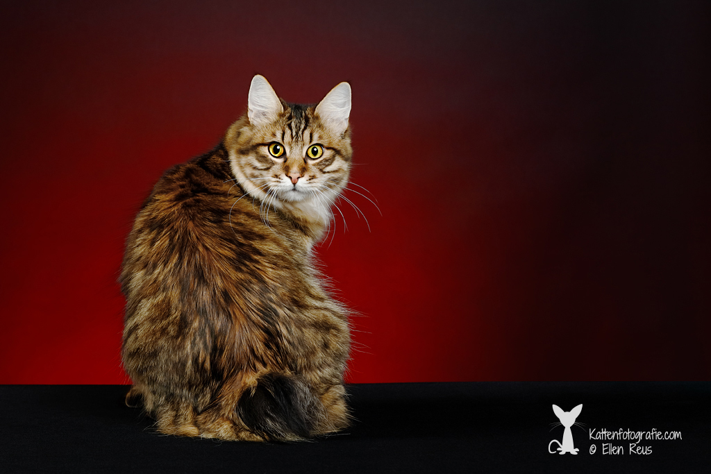 Kurilian Bobtail - Irtysh - 9 maanden oud - Kattenfotografie - Dierfotografie - Door: Ellen Reus - Kattenfotografie.com