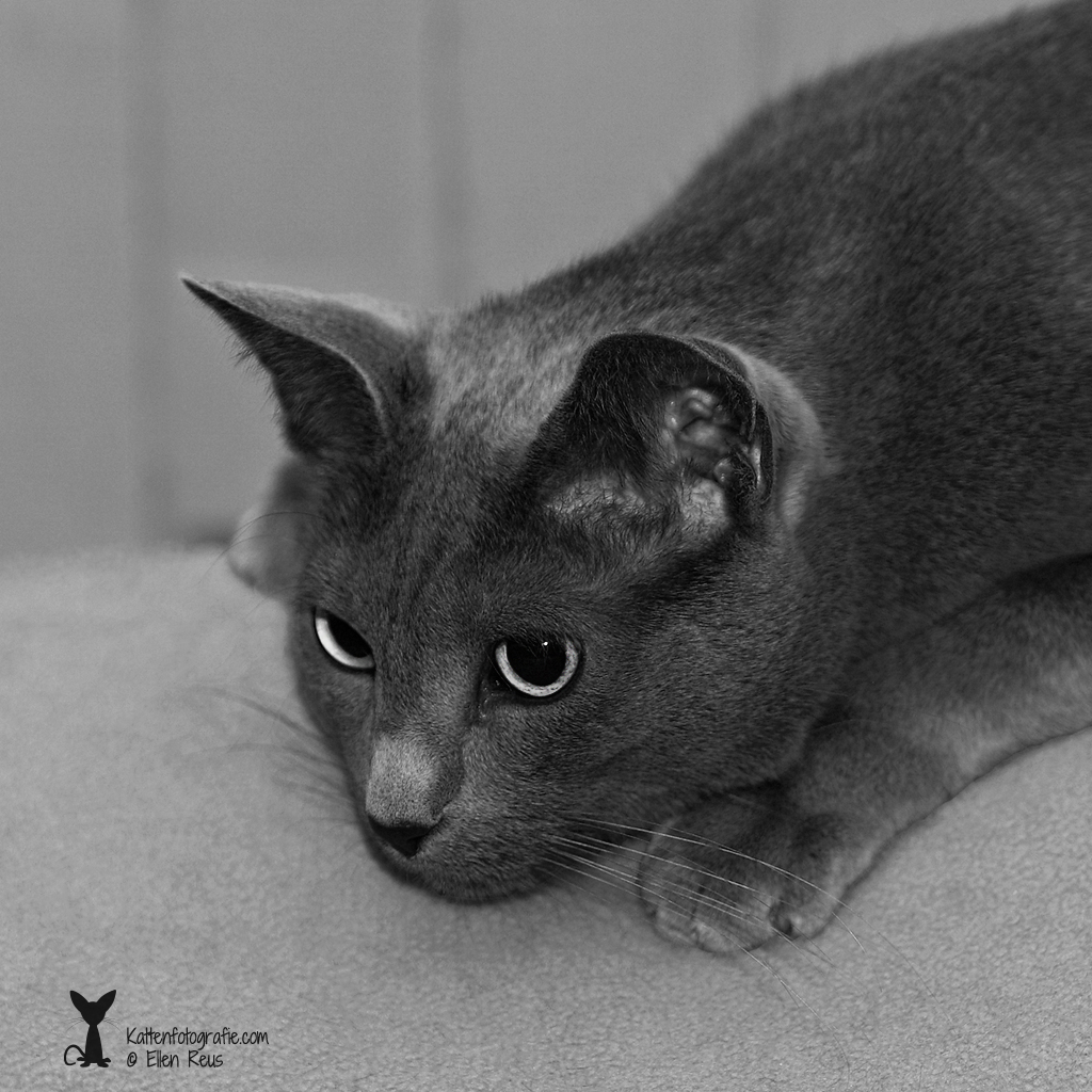 Poeshkin - Blauwe Rus - Kattenfotografie - Dierfotografie - Door: Ellen Reus - Kattenfotografie.com