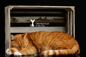 Serven - HTK-Kat - Europese Korthaar - Kattenfotografie - Dierenfotografie - Door: Ellen Reus - Wolves fotografie