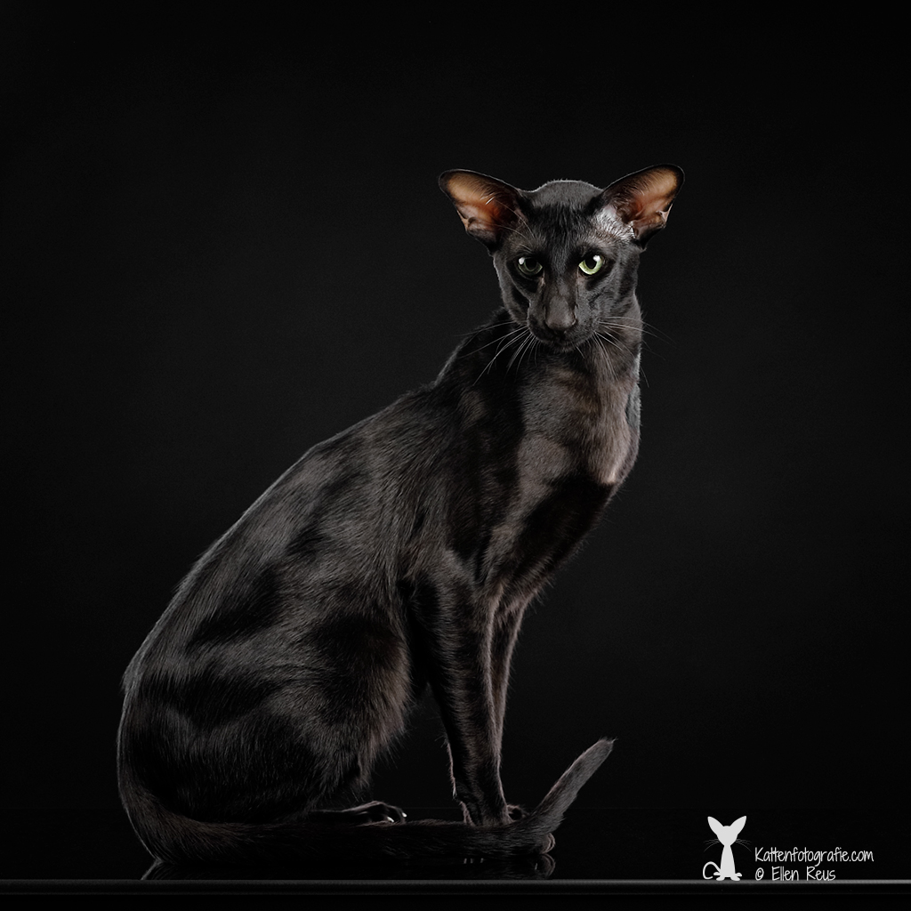 Truffle - Oosters Korthaar - Ebony - Kattenfotografie - Dierfotografie - Door: Ellen Reus - Kattenfotografie.com