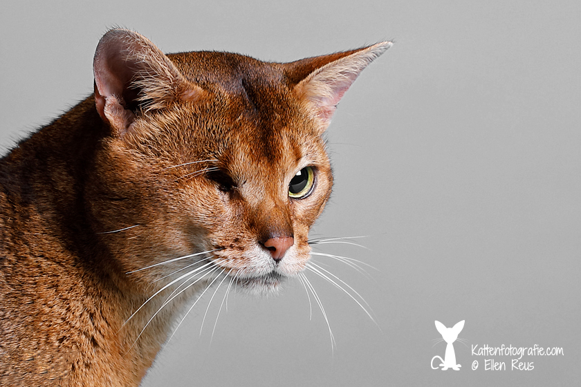 Yaro - Abessijn - Kattenfotografie - Dierfotografie - Door: Ellen Reus - Kattenfotografie.com